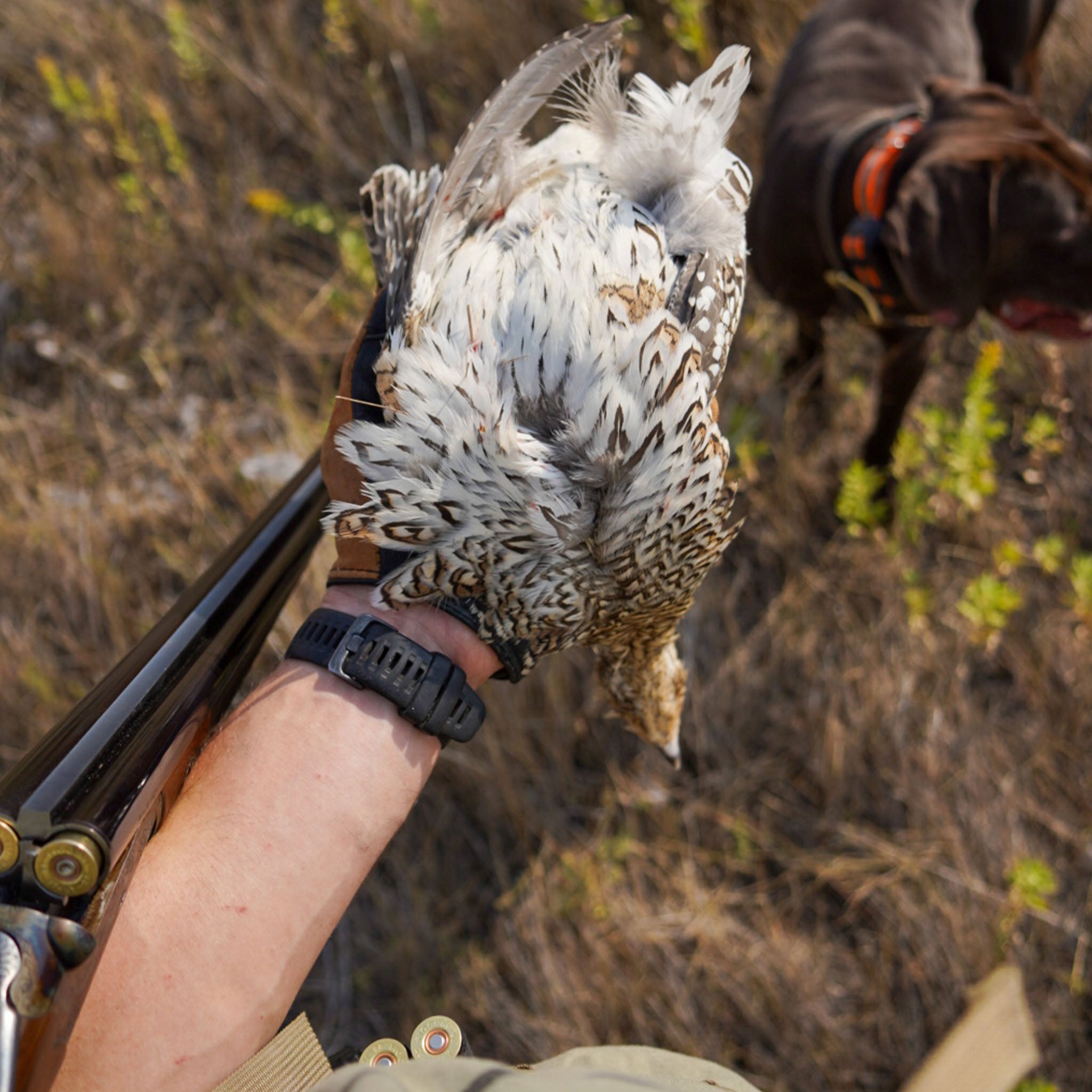 Our favorite 28 Gauge Upland Load