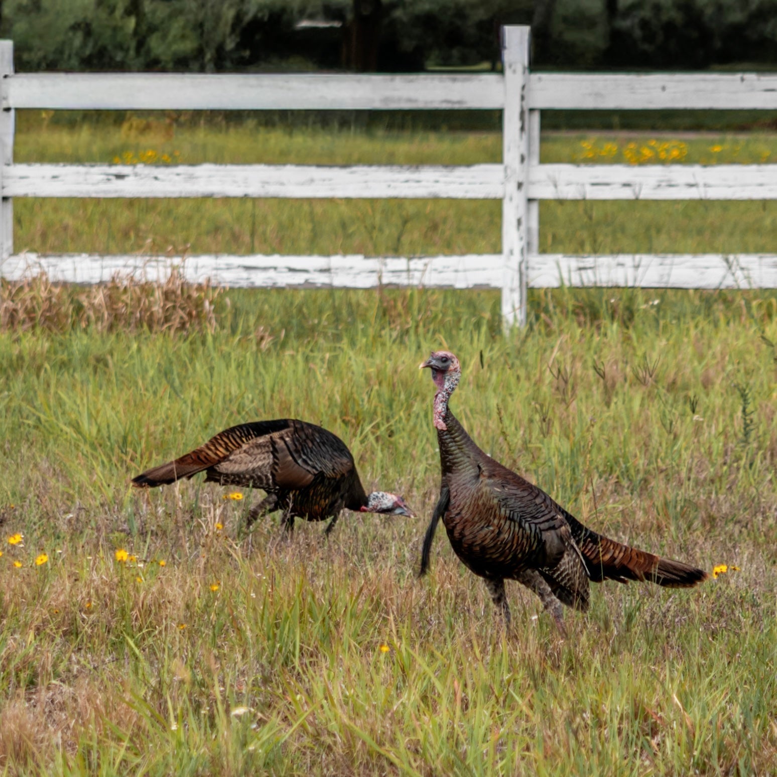 A Tale of Two Turkeys: Hunting Merriam’s and Osceolas Across the Country
