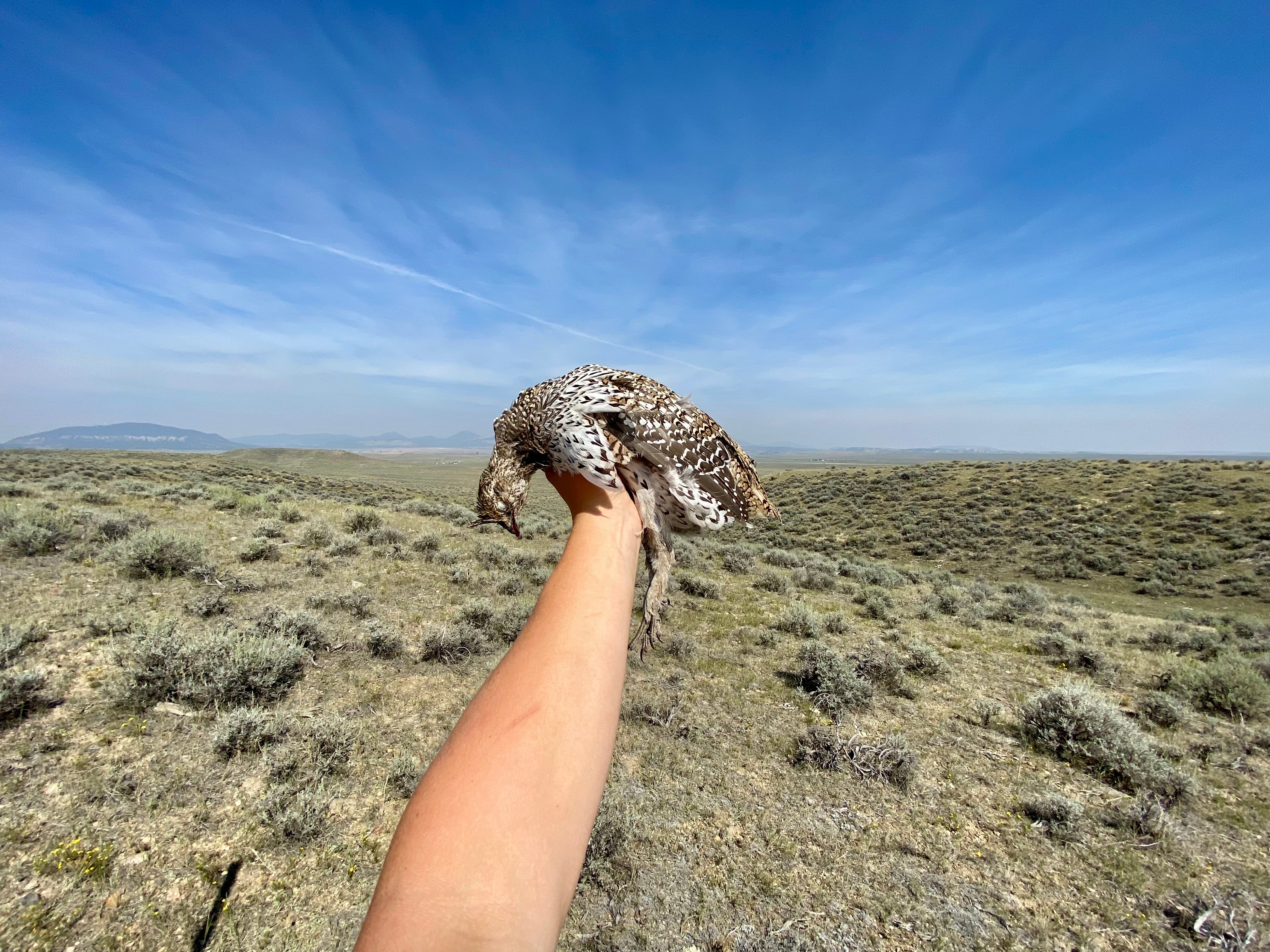 Sharptailed Grouse