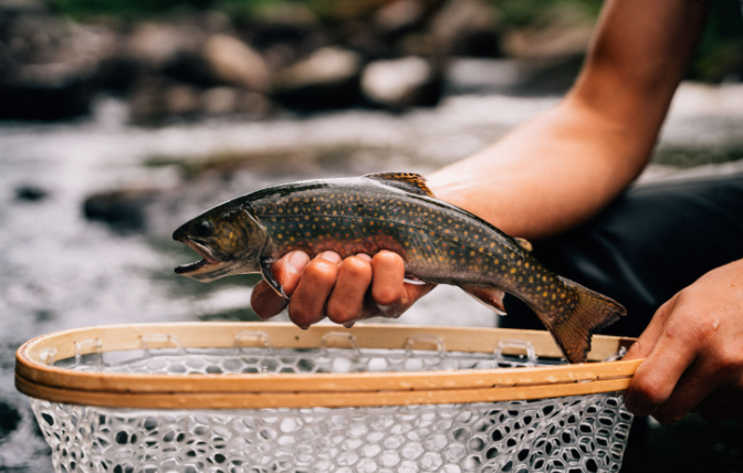 Brook trout