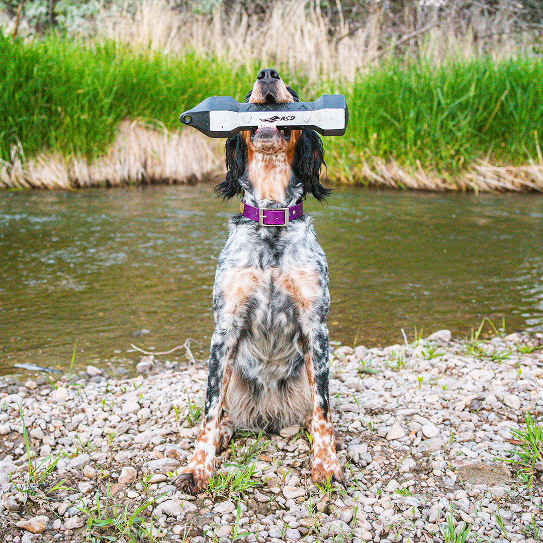 Off-Season Bird Dog Training: How to Keep Your Hunting Dog in Peak Condition Year-Round