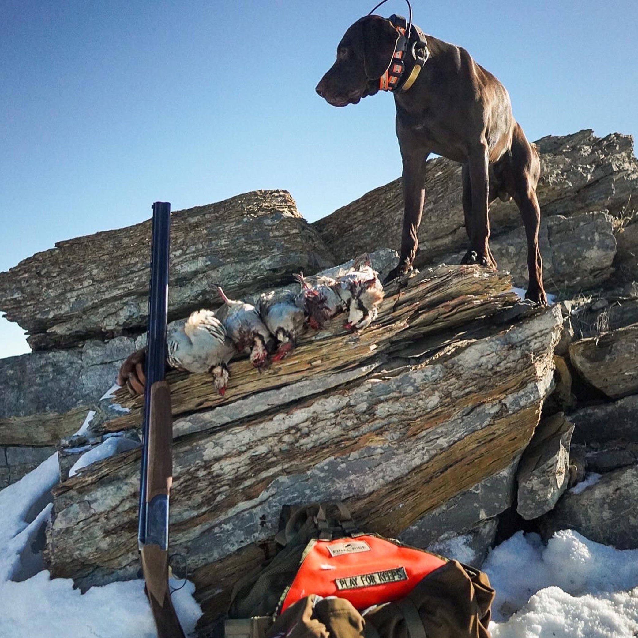 Solo Chukar Hunt in Utah