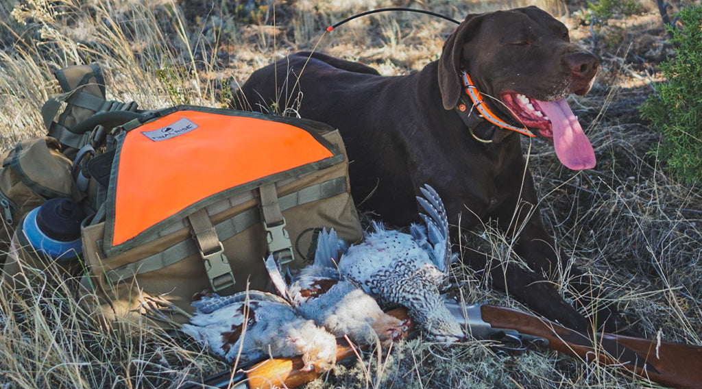 Hydration and Supplementation for Upland Bird Dogs: Why It Matters and How to Do It Right