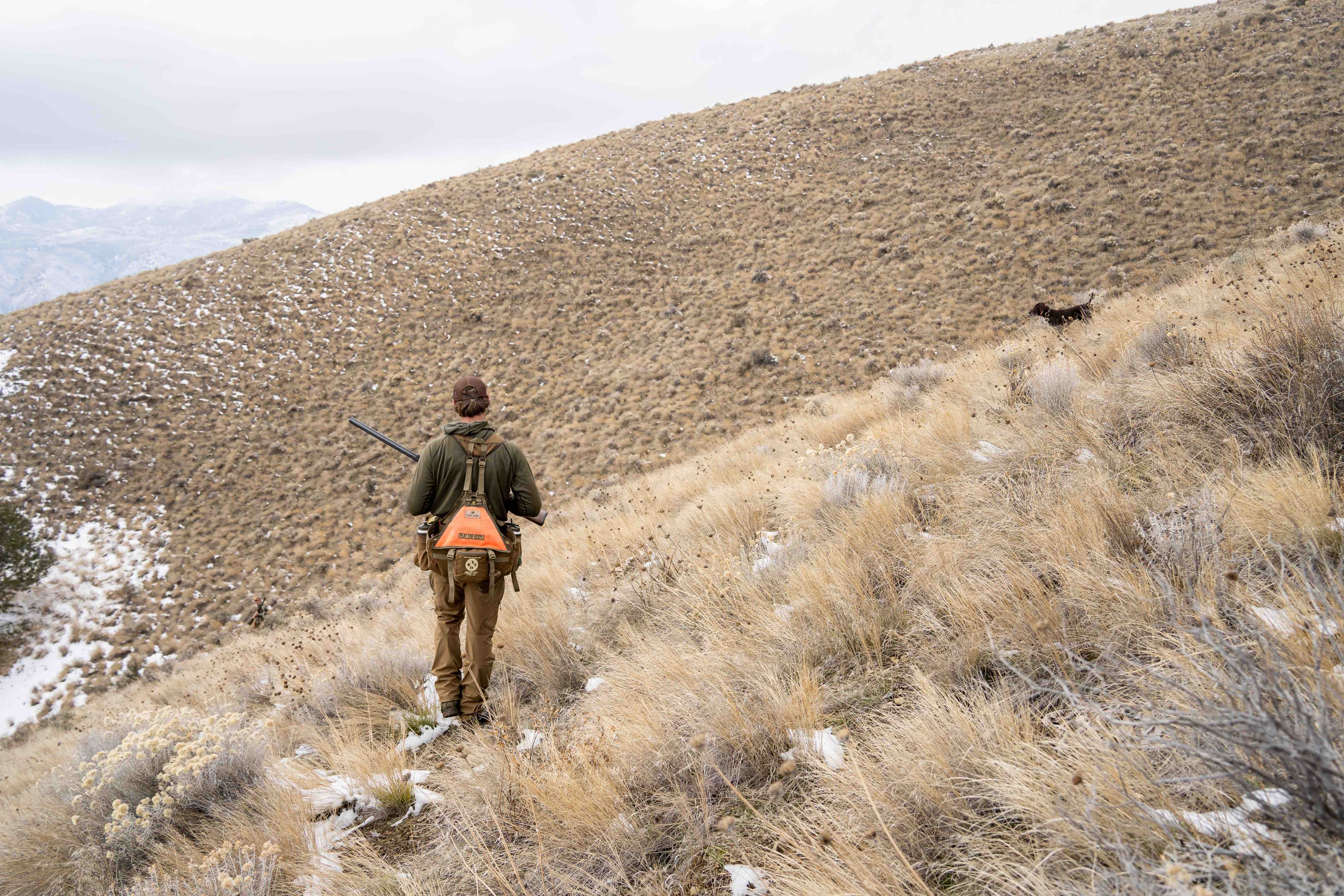 Hunter Following dogs