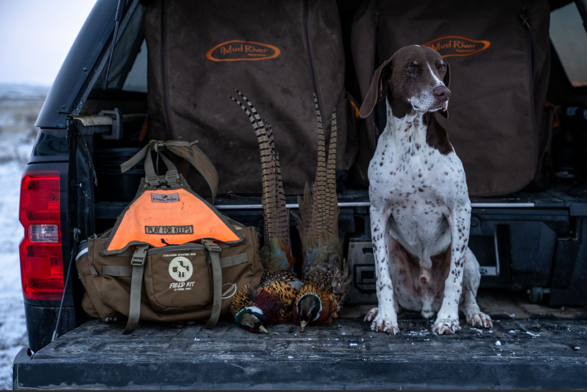 GSP with Pheasant Limit