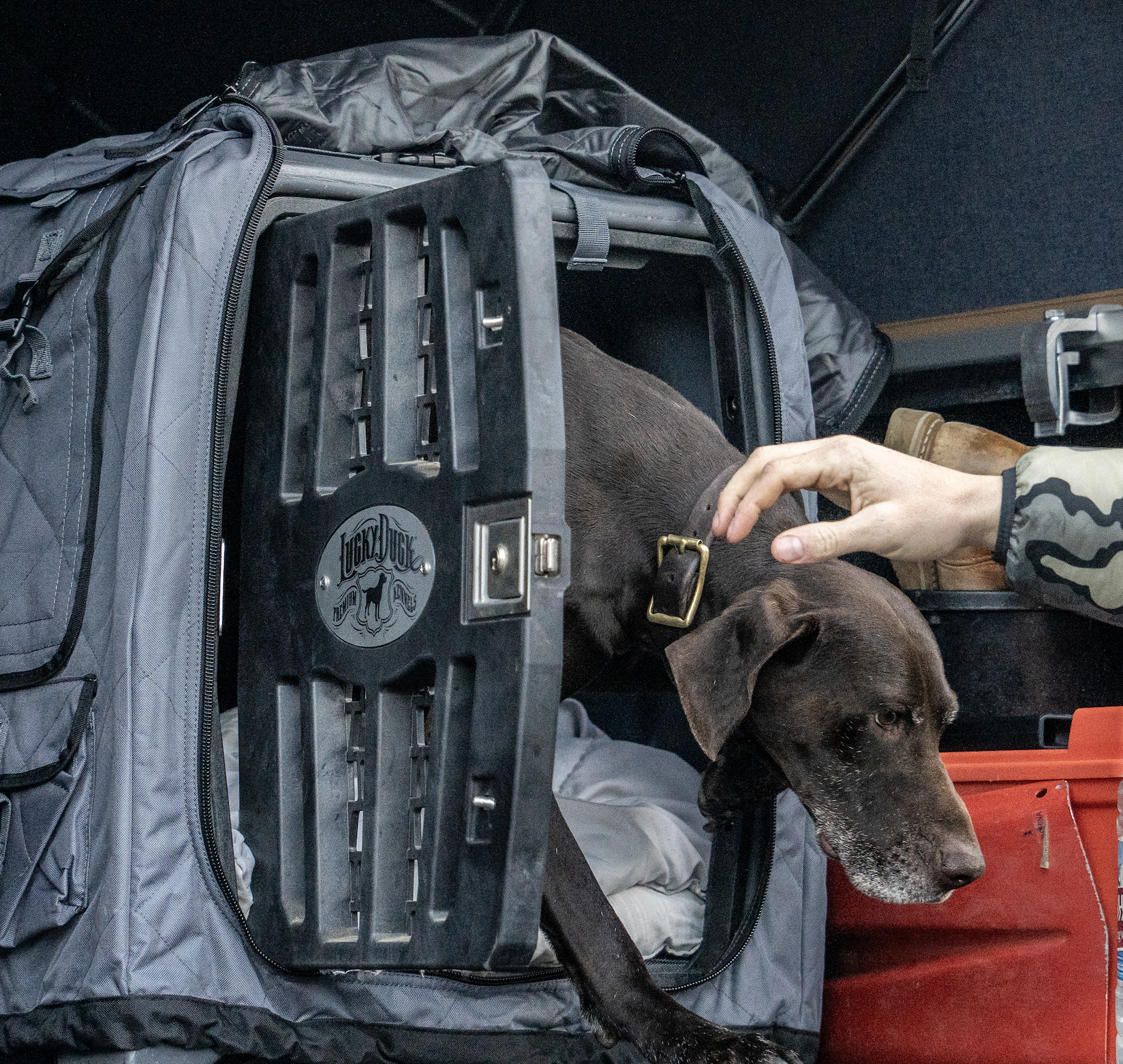 How to Travel With Your Bird Dog: Gear, Safety, and Road-Ready Tips for Upland Hunters