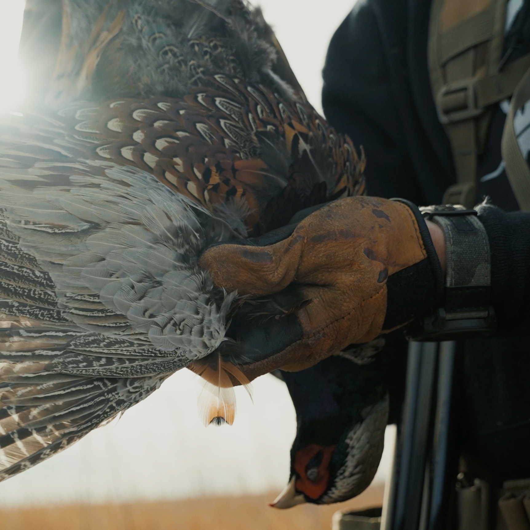 Why I Shoot 7.5s for Upland (and Why You Might Want To Too)