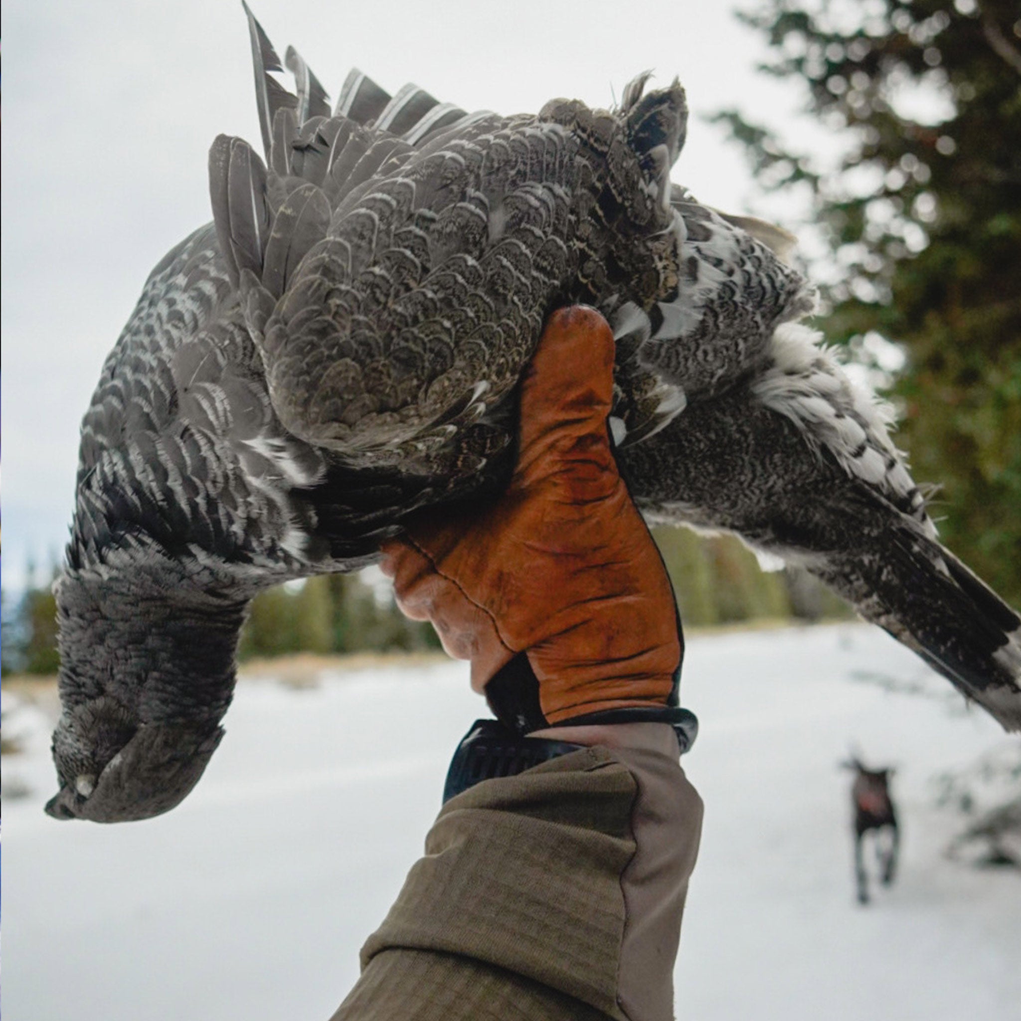 Late Season Blue Grouse in the Utah