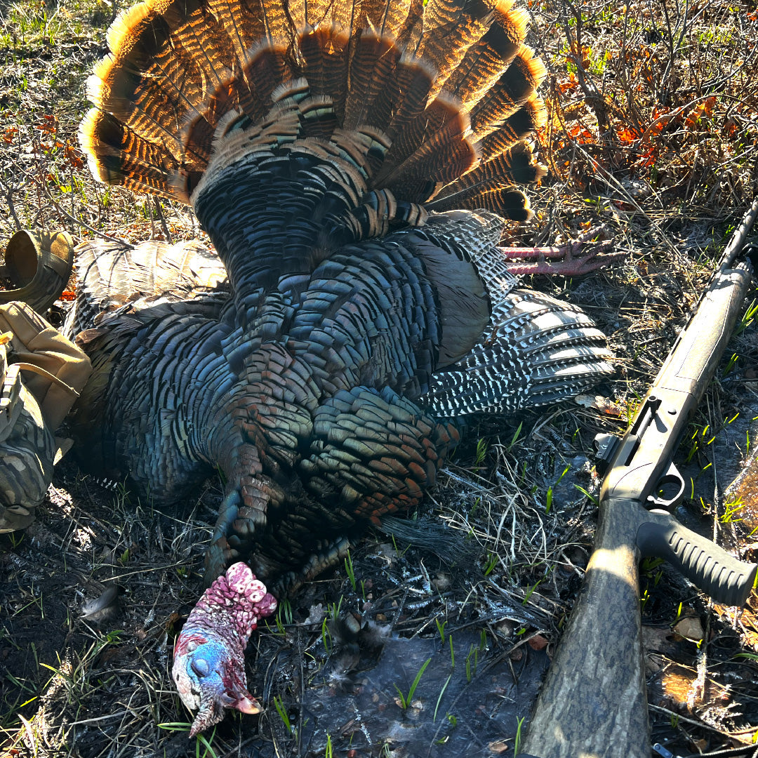Hunting Pressured Turkeys: Proven Public Land Tactics